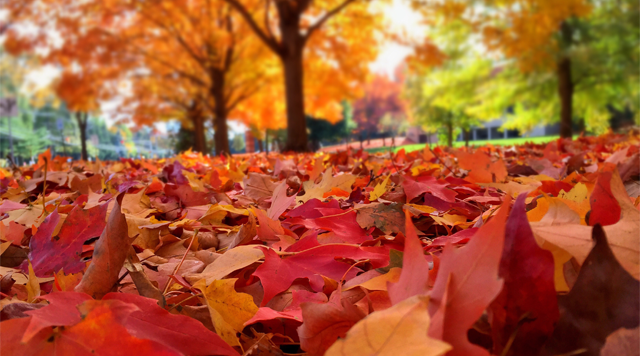 Colorful Fall Leaves