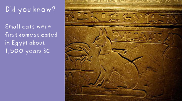 Cat Fact: Did you know... Small cats were first domesticated in Egypt about 1,500BC