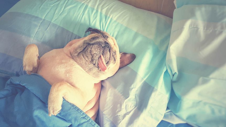 Sleeping Pug