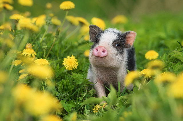 Baby Pig